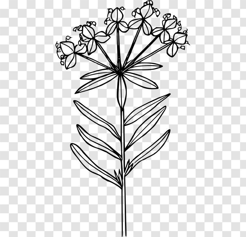 Wildflower Poppy Clip Art - Flowering Plant - Euphorbia Esula Transparent PNG
