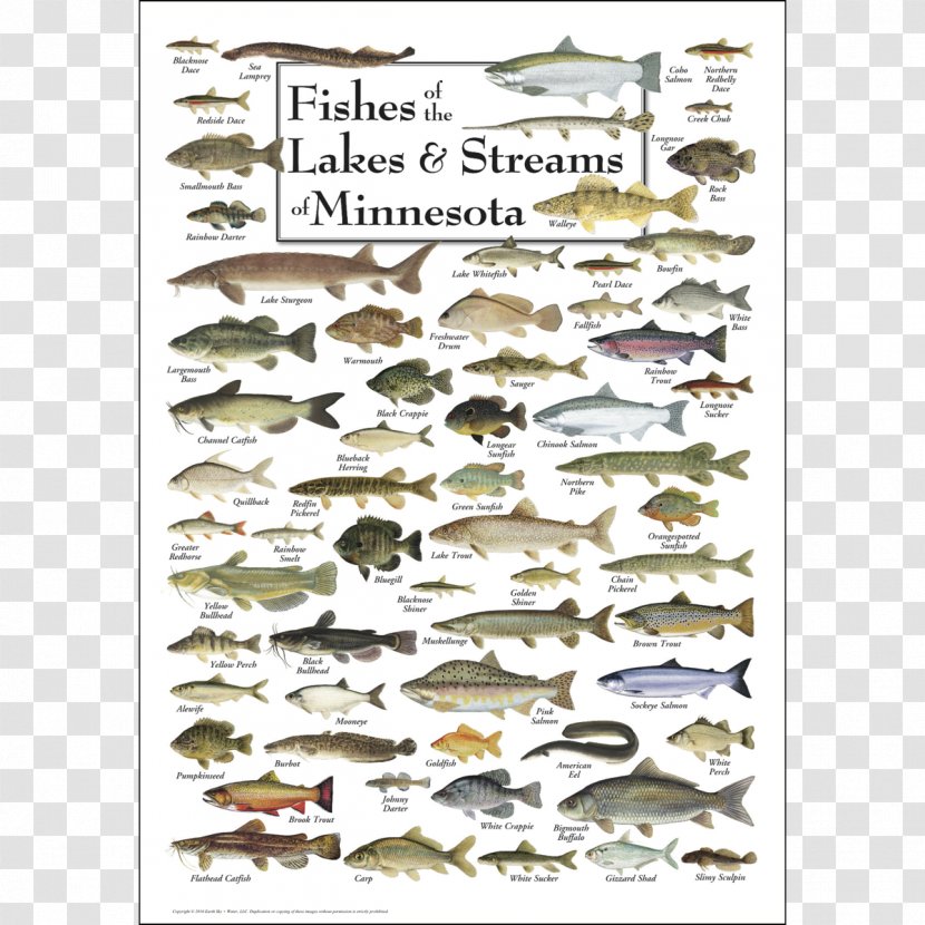Minnesota Great Lakes Fish Bird Poster - Seashells Transparent PNG
