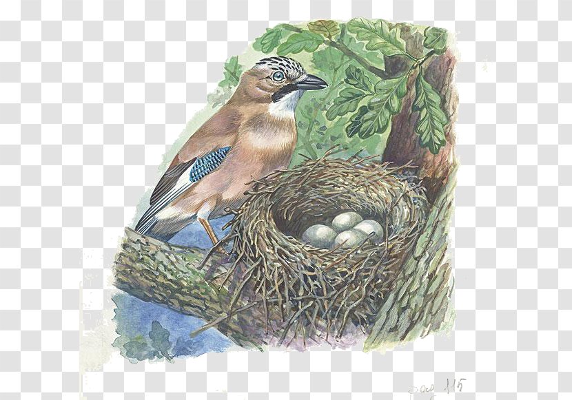 Eurasian Jay Bird Nest Illustration - Cartoon Transparent PNG