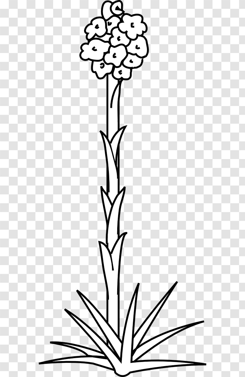 Clip Art Plant Stem Plants Flowering Transparent PNG