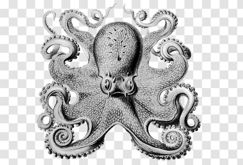 Other Minds: The Octopus And Evolution Of Intelligent Life Book Philosopher Science - Author Transparent PNG