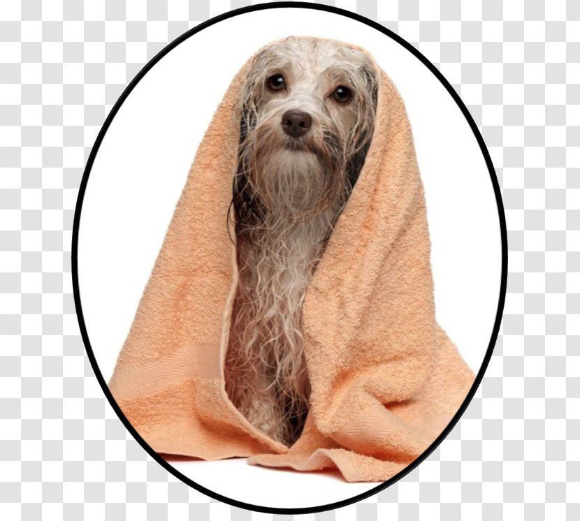 Havanese Dog Pet Sitting Puppy Bichon Frise Grooming - Snout - Medicated Bath Transparent PNG