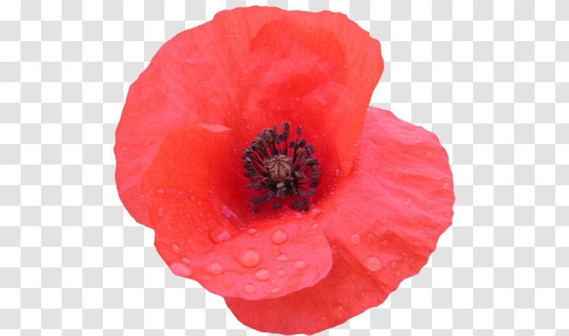 Remembrance Poppy Flower Clip Art - Liveinternet Transparent PNG