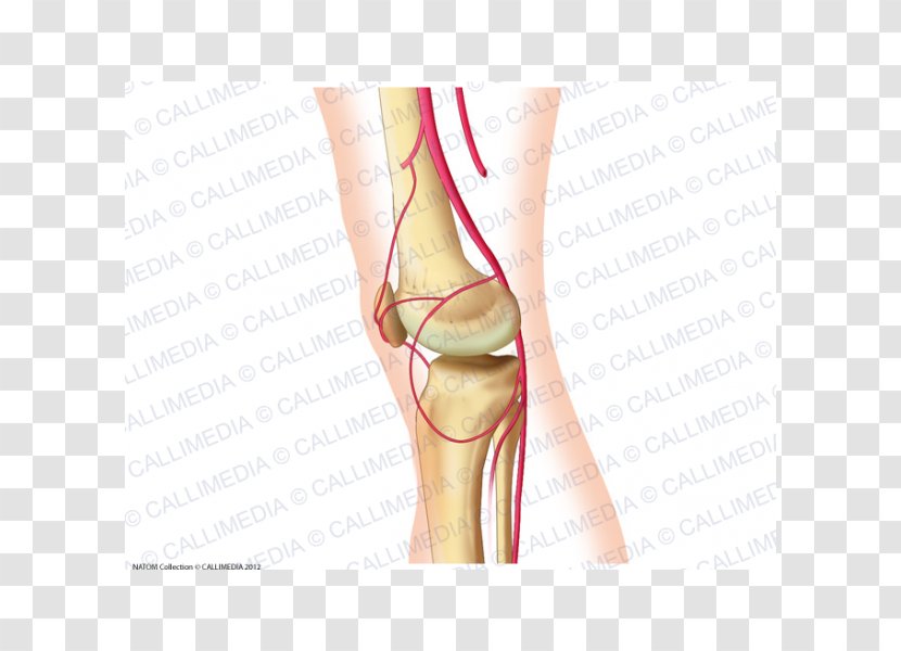 Thumb Knee Popliteal Artery Anatomy - Heart - Femoral Transparent PNG