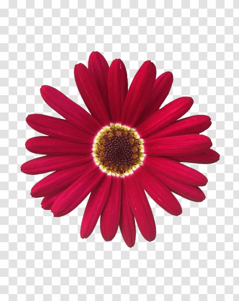 Transvaal Daisy Marguerite Chrysanthemum Common Flower Transparent PNG