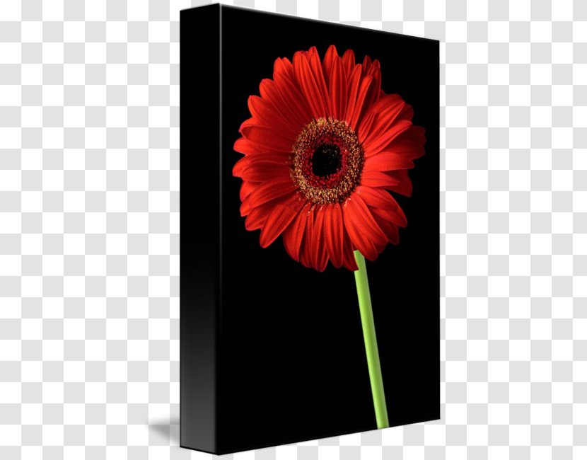 Transvaal Daisy Common Work Of Art Flower Bouquet - Message - Blured Transparent PNG