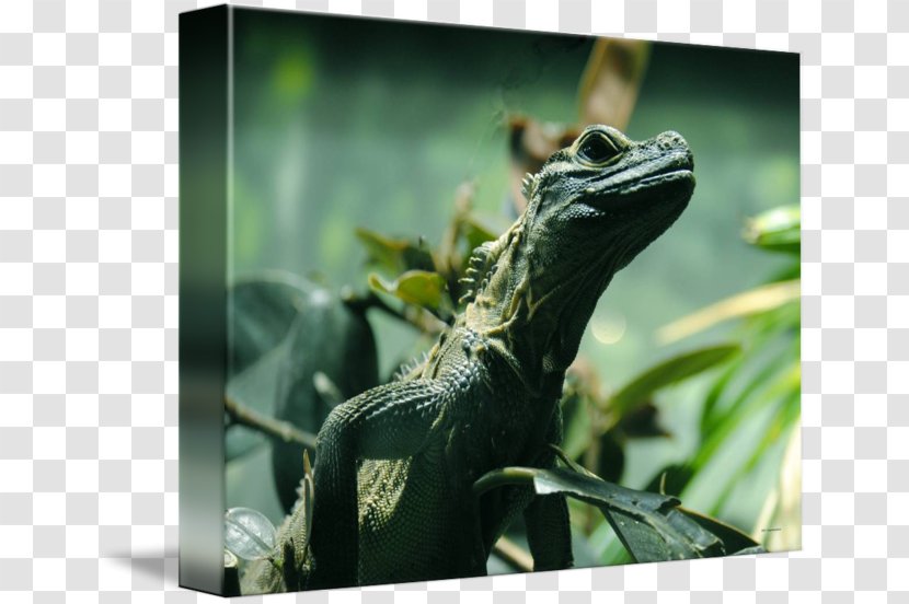 Common Iguanas Chameleons Dragon Lizards Terrestrial Animal - Iguana Transparent PNG