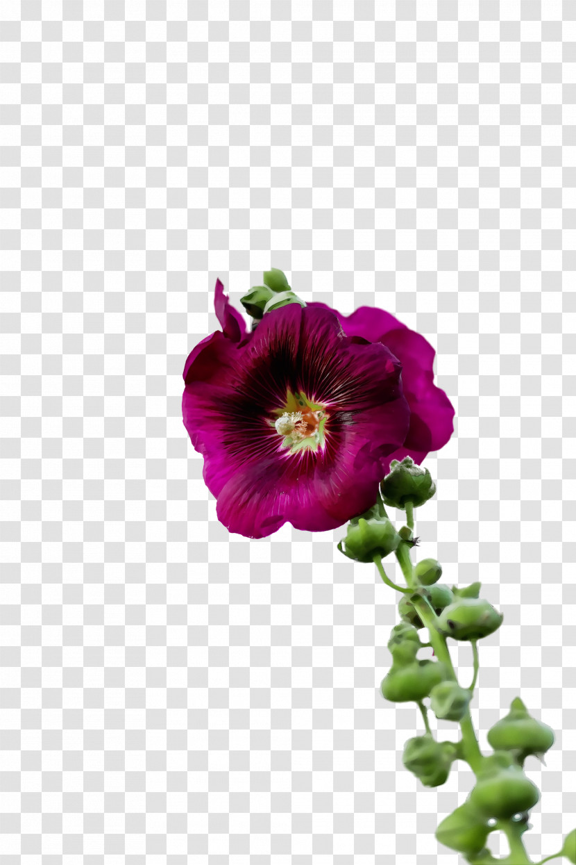 Floral Design Transparent PNG