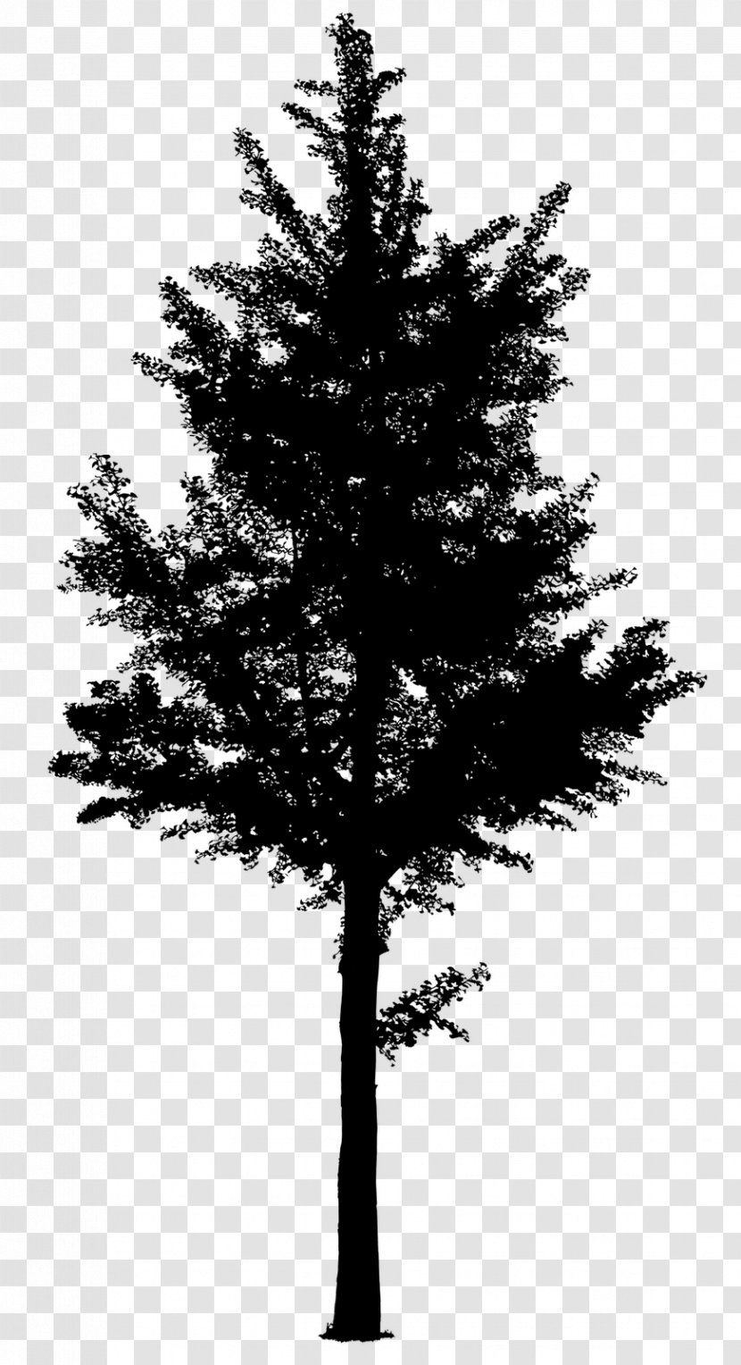 Spruce Fir Pine Tree Larch - White - Family Transparent PNG