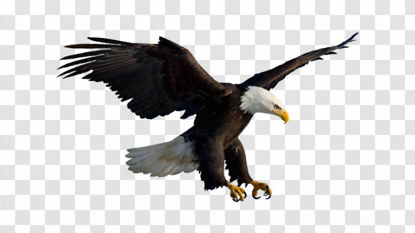 Bird Bald Eagle White-tailed - Wing Transparent PNG