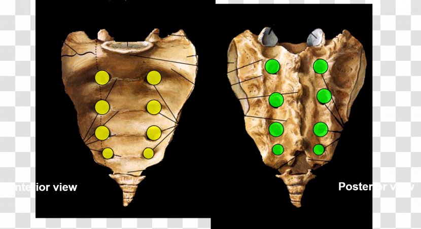 Intervertebral Foramen Sacrum Posterior Sacral Foramina Ventraal Dorsum Transparent PNG