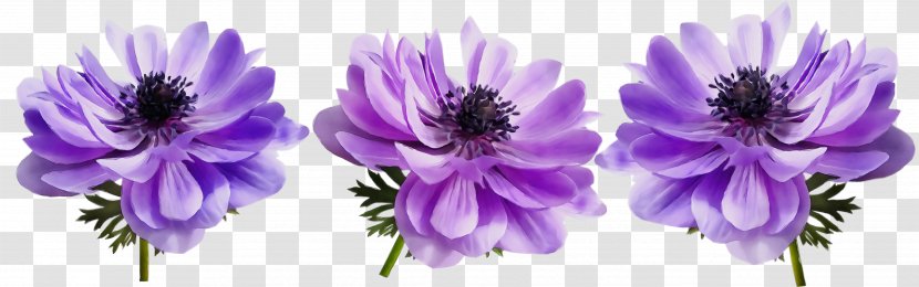 Lavender - Petal - Anemone Aster Transparent PNG