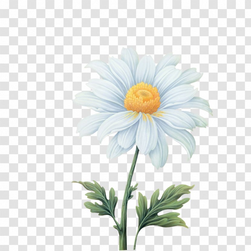 Flower Clip Art - Free White Gerbera Pull Material Transparent PNG