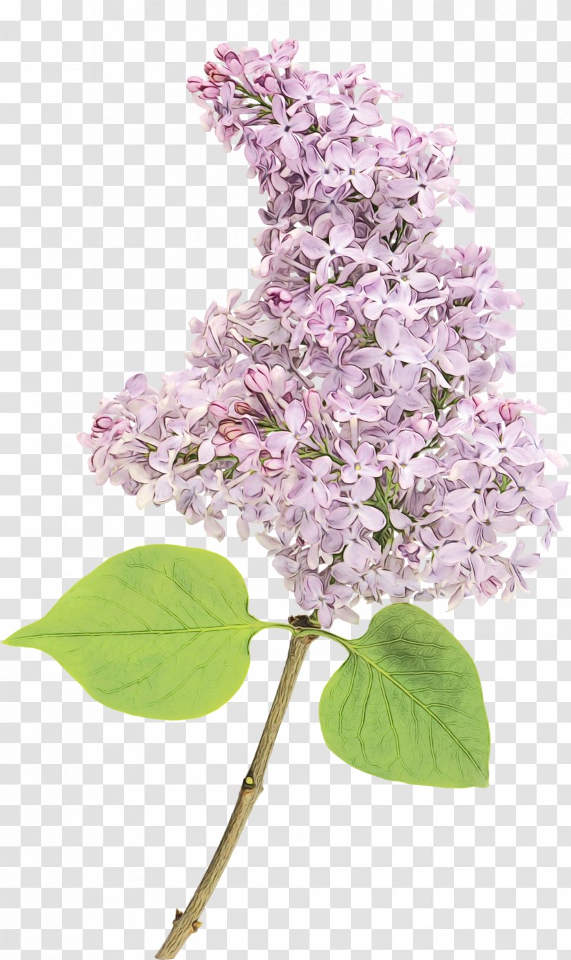 Lilac Flower Plant Branch - Wet Ink - Blossom Tree Transparent PNG
