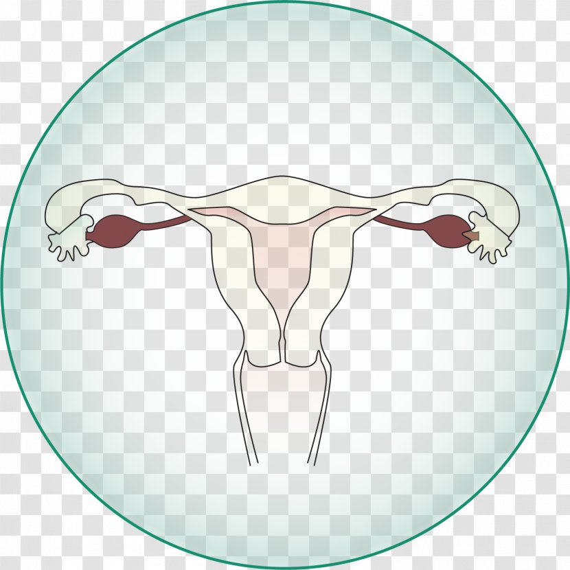 Ovary Testicle Uterus Abdomen Prostate - Flower - Av Transparent PNG