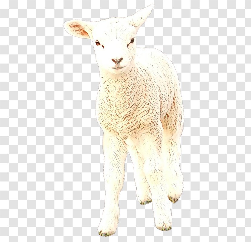 Sheep Cattle Hare Goat Mammal - Goatantelope Transparent PNG