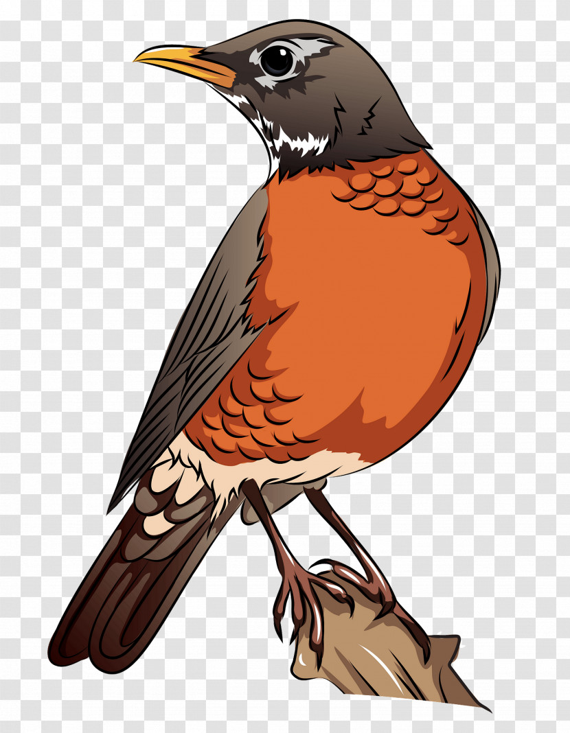 Bird Beak Robin Songbird Perching Bird Transparent PNG