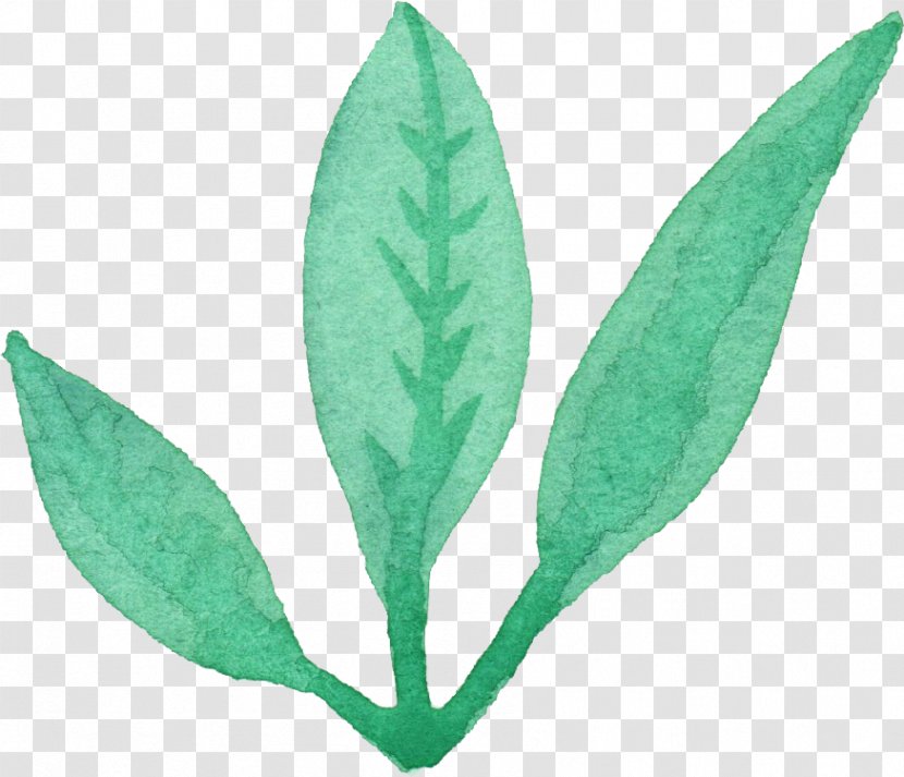 Leaf Watercolor Painting - Green Transparent PNG