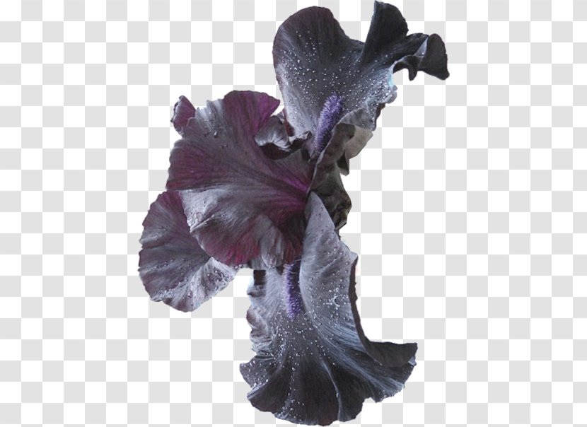 Flower Lilium Clip Art - Decorative Floral Pattern Celebration Transparent PNG