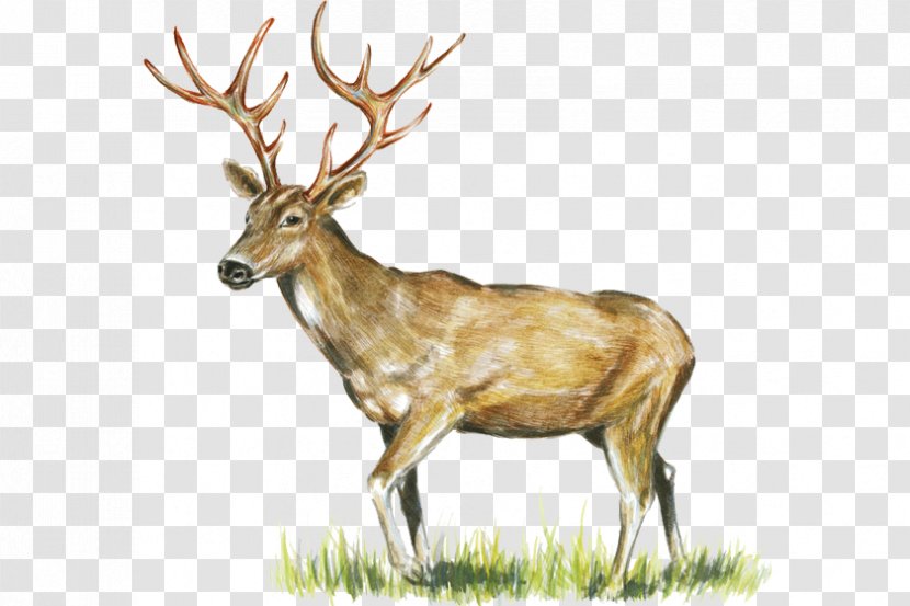 Elk Reindeer White-tailed Deer Game Meat - Terrestrial Animal Transparent PNG