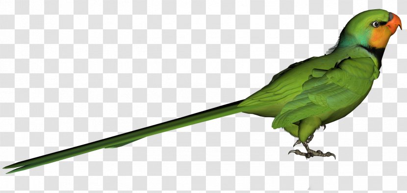 Bird Parrot Clip Art - Alexandrine Parakeet - Green Clipart Picture Transparent PNG