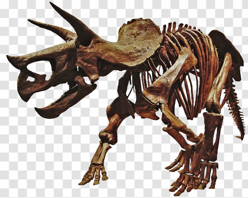 Tyrannosaurus Hell Creek Formation Torosaurus Dinosaur Styracosaurus - Fossil - Bones Transparent PNG