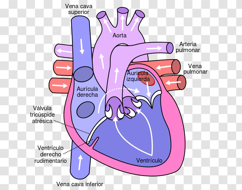 Heart Circulatory System Pulmonary Vein Anatomy Diagram Transparent PNG