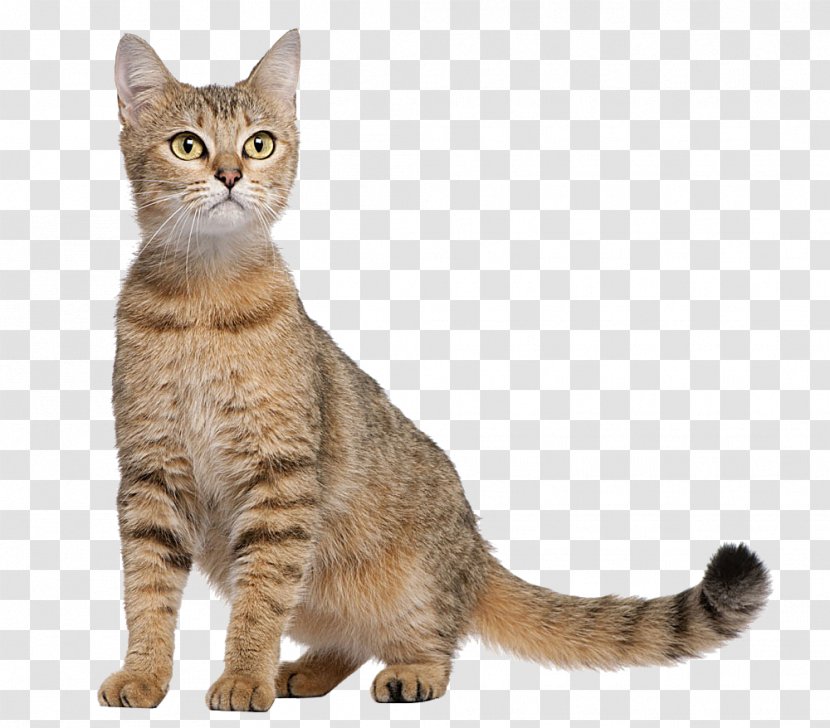 Cat Food Dog Kitten Orijen - Mammal - Pictures Transparent PNG