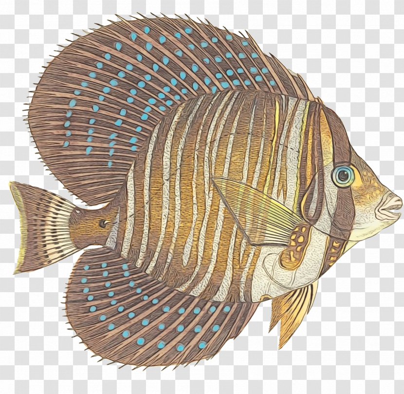 Fish Tilapia Butterflyfish Bony-fish - Pomacanthidae Bonyfish Transparent PNG