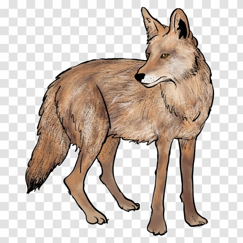 Red Fox Wolf Coyote Jackal - Copyright Transparent PNG