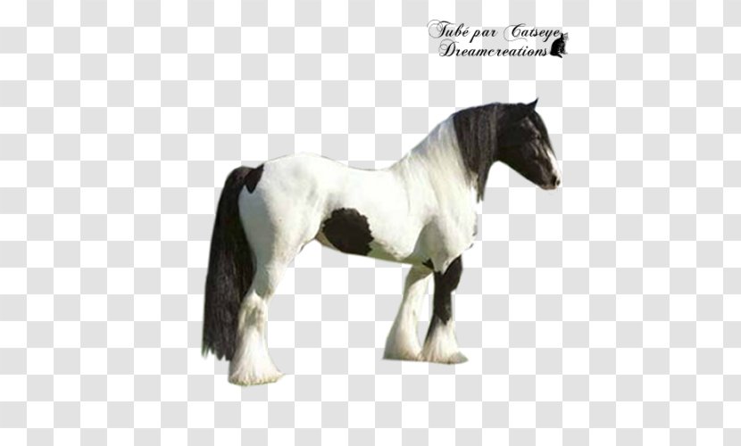 Stallion Mustang Mare Pony Halter - Rein Transparent PNG