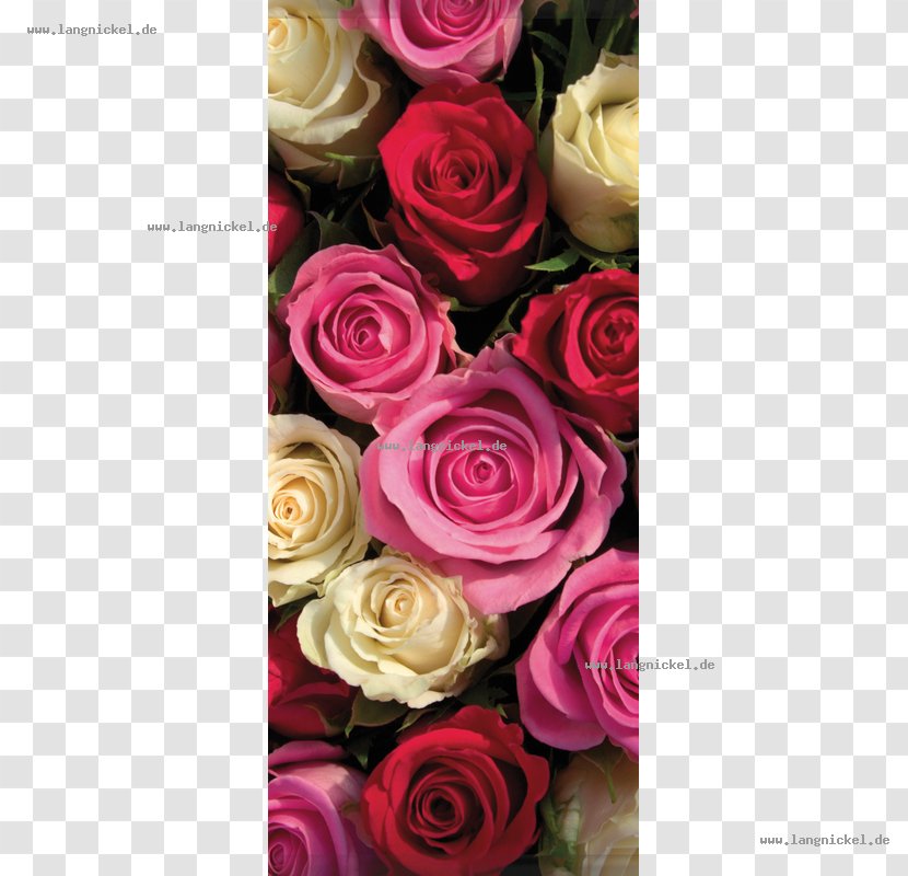 Garden Roses Cut Flowers Floral Design Centifolia - De - Flower Transparent PNG