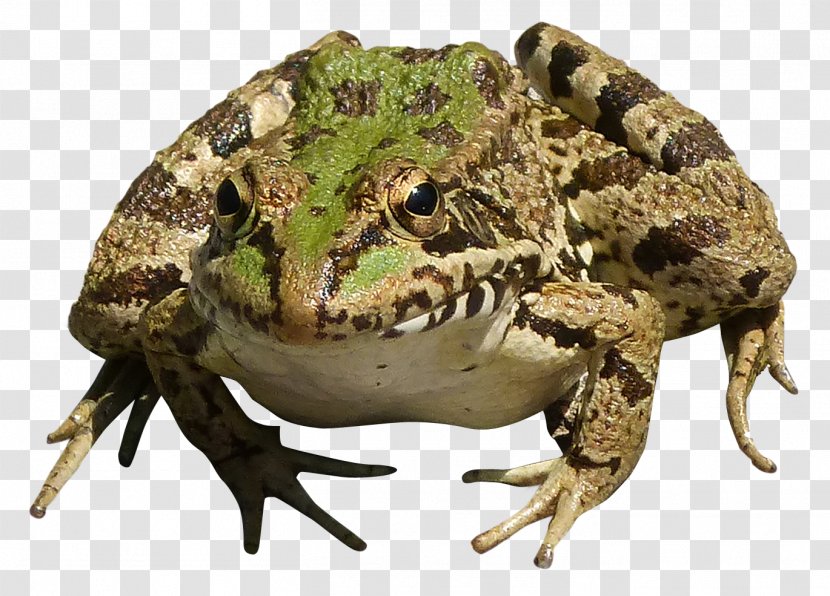 True Frog - Ranidae Transparent PNG