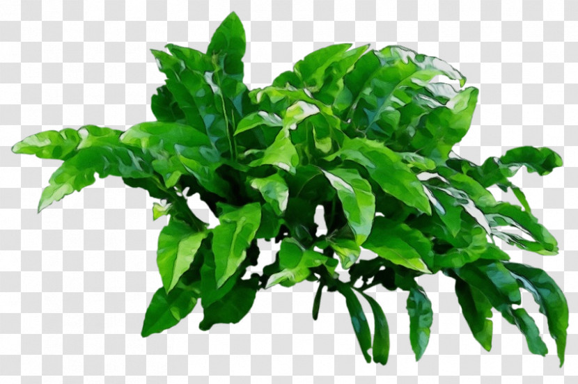 Bed Monastic Couch Basil Leaf Transparent PNG