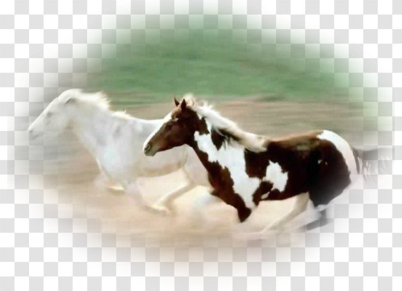 Andalusian Horse Mustang Friesian Desktop Wallpaper Screensaver - Mane Transparent PNG