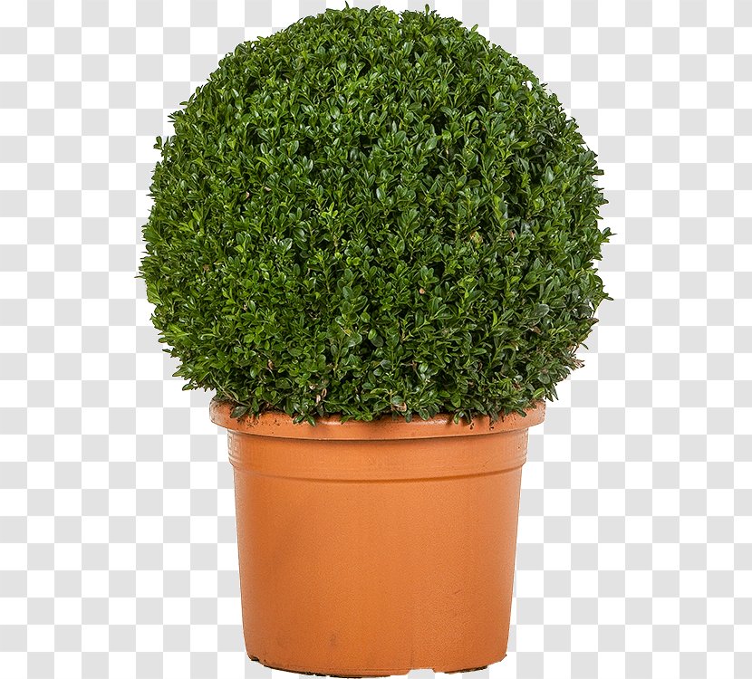 Buxus Sempervirens Plant Shrub Evergreen Flowerpot - Houseplant Transparent PNG