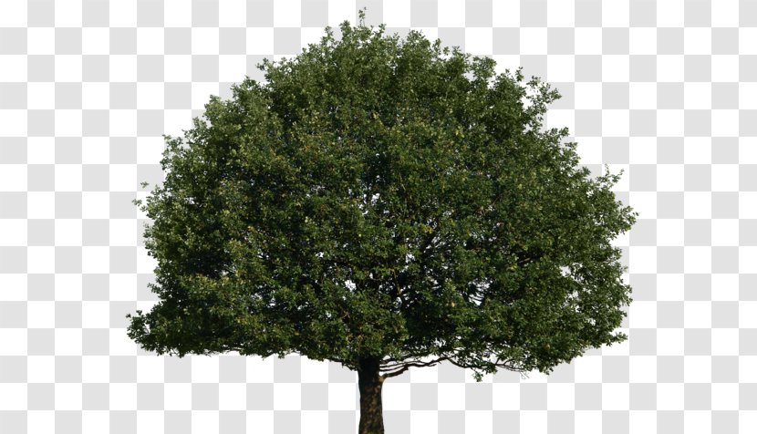 Tree Of 40 Fruit DeviantArt - Oak - Top Transparent PNG