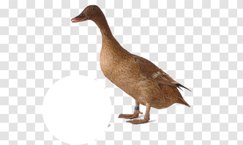 Domestic Duck Goat Poultry Animal Husbandry Transparent PNG