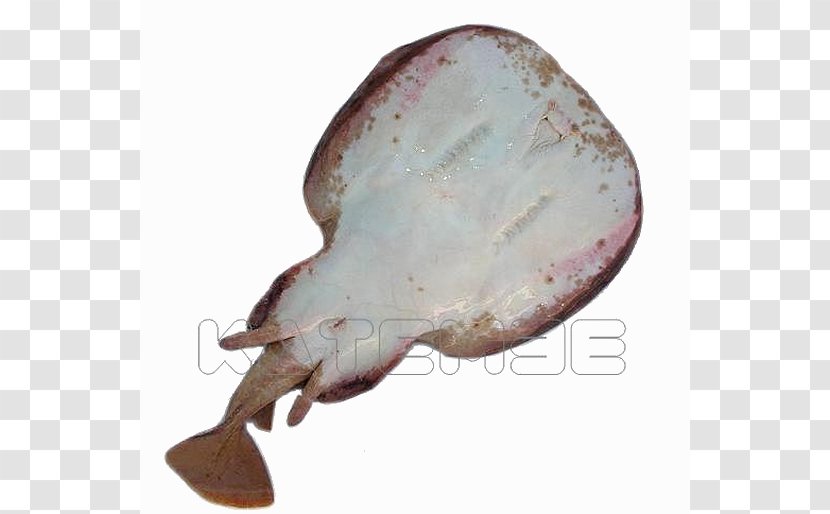 Common Torpedo Flatfish Atlantic - Fish Transparent PNG