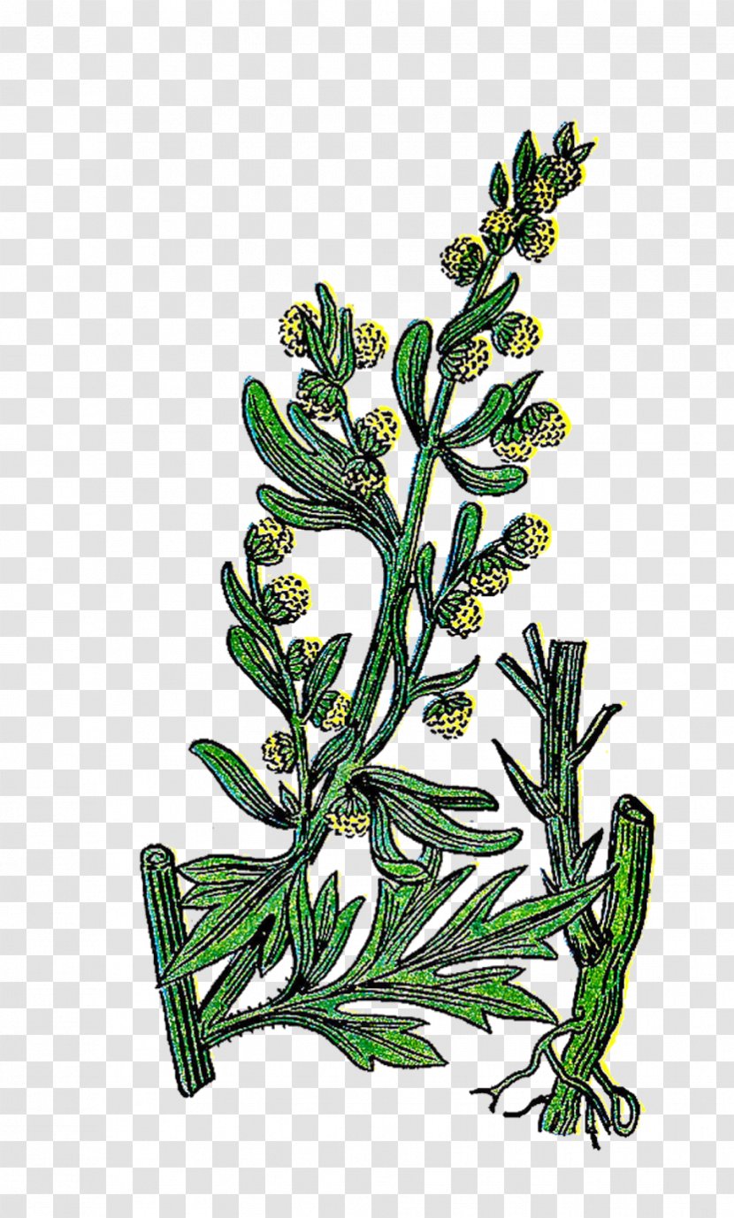 Herb Clip Art Medicinal Plants - Plant Stem - Stamp Transparent PNG