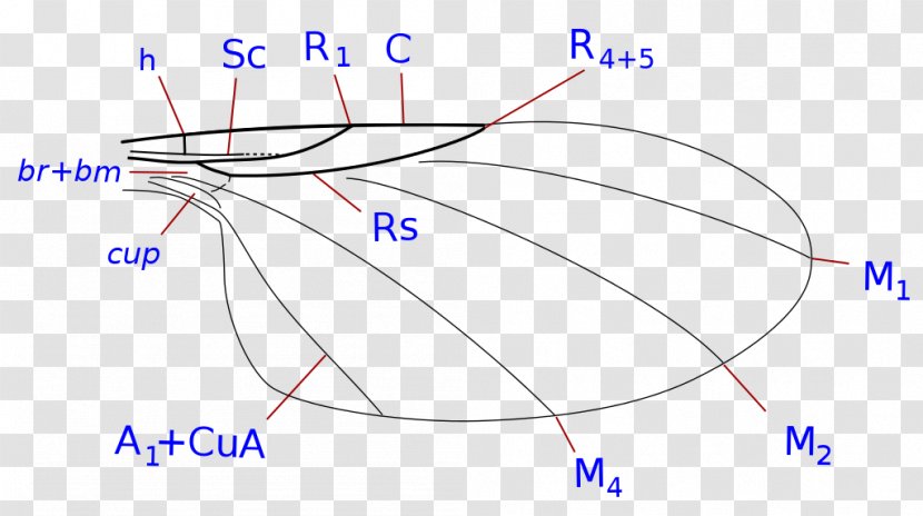 Phoridae Insect Wing Morphology Of Diptera Fly Transparent PNG