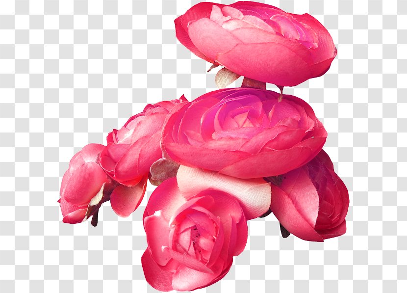 Garden Roses Blue Rose Pink - Magenta Transparent PNG