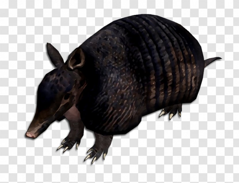 Armadillo Fauna Terrestrial Animal Snout - Figure Transparent PNG