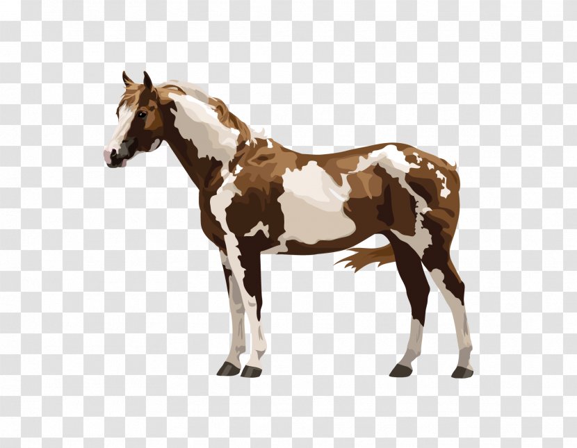 Mustang Arabian Horse Mule Foal Stallion - Equestrian - The Exempts Transparent PNG
