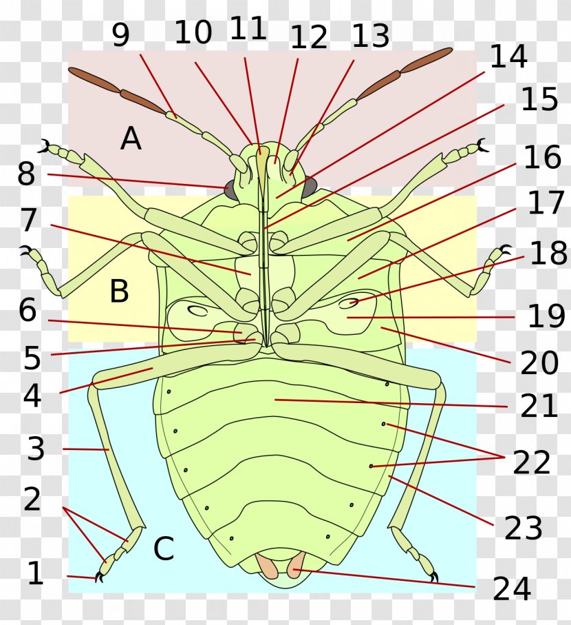Insect Heteroptera Bed Bug Human Body Anatomy - Heart Transparent PNG