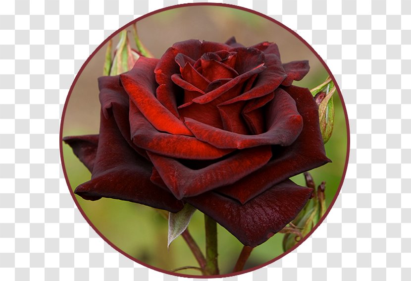 Black Rose Blue Flower Garden Roses - Order Transparent PNG
