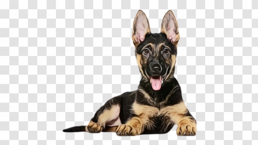 Dog Breed German Shepherd King Police - Easteuropean Transparent PNG