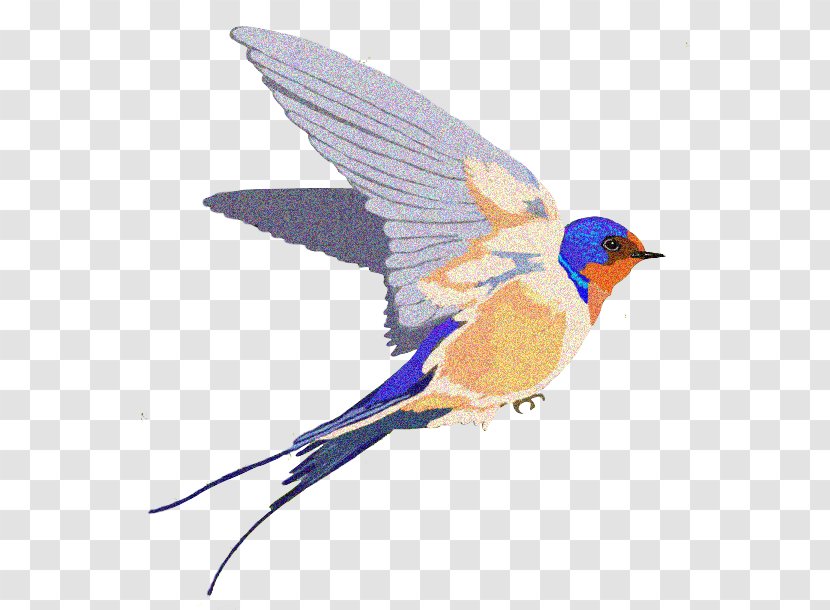 Barn Swallow - Feather - Fauna Transparent PNG
