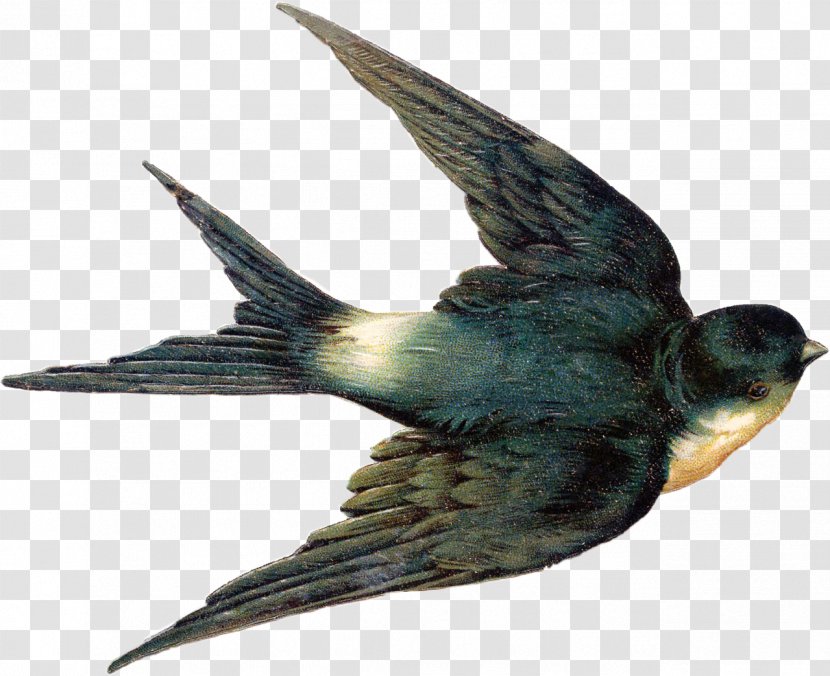 Bird Swallow Tattoo Barn Clip Art Tree - Songbird Transparent PNG