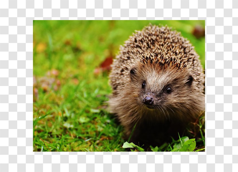Emotional Support Animal Pet European Hedgehog Domesticated Spine - Wildlife - Organism Transparent PNG